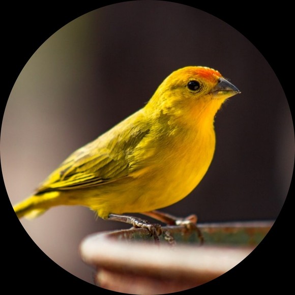 canaryp